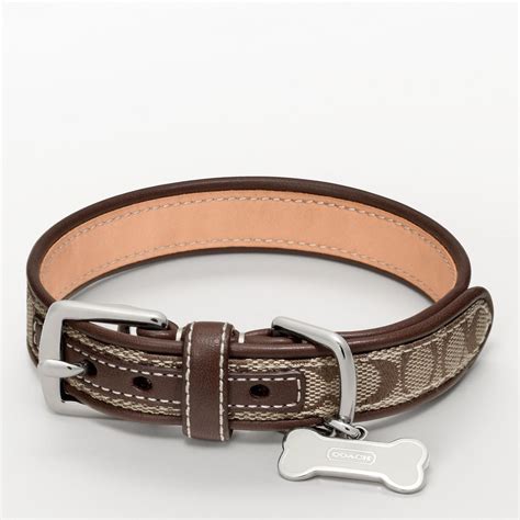 coach dog collar medium.